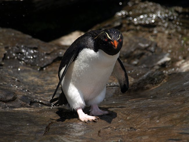 ../../Pictures/241209/071 Rockhopper.JPG